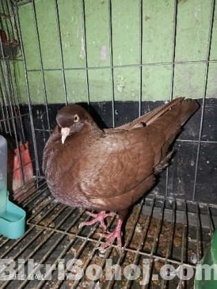 কিং কবুতর